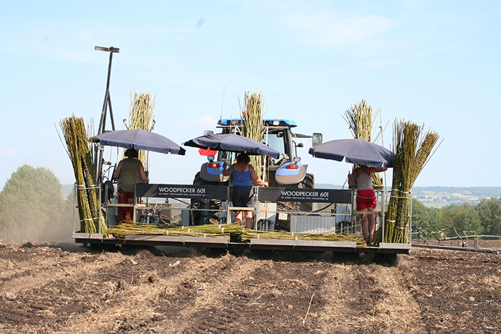 Pic 3 Willow planter