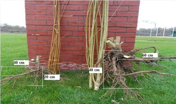 Pic 4 Salix root system