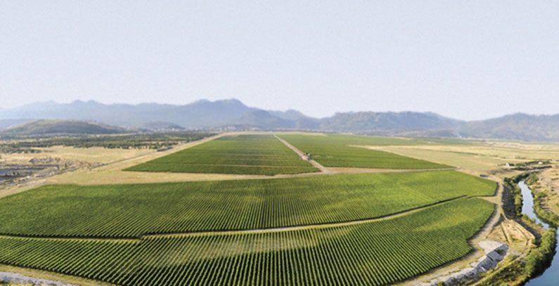 Montenegrin winery Plantaže switches to biomass to produce energy
