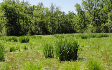 Studija o ekosistemskim uslugama Bosutskih suma
