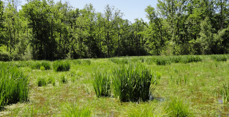 Studija o ekosistemskim uslugama Bosutskih suma