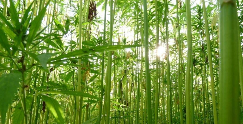 Biomasom ka niskougljeničnoj industriji – izazovi i perspektive