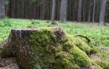 Svetski-dan-suma-deforestacija-je-i-globalni-i-regionalni-problem-klimatske-promene