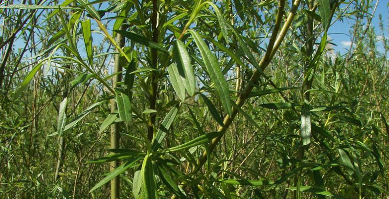moratorijum-mhe-zelena-stranka-Salix-viminalis