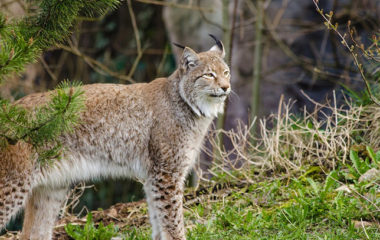 Medjunarodni-dan-biodiverziteta-Nas-biodiverzitet-nasa-hrana-nase-zdravlje
