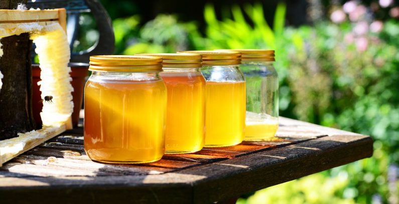 biodiverzitet pcele nestajanje