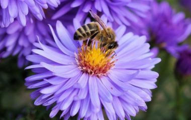 biodiverzitet pcele nestanak