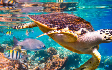 promene-izumiranje-milion-biljnih-zivotinjskih-vrsta-IPBES