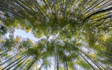 Pet-opstina-i-gradova-dobija-18-miliona-dinara-za-posumljavanje