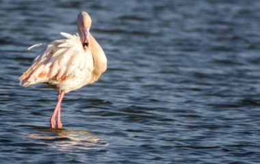 ulcinjska solana park prirode ekosistemske usluge