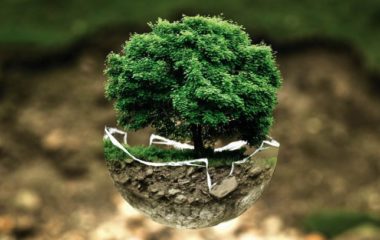 Fizicka-lica-besplatne-sadnice-posumljavanje