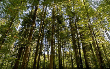 Sedam-gradova-i-opstina-dobilo-13-miliona-dinara-posumljavanje