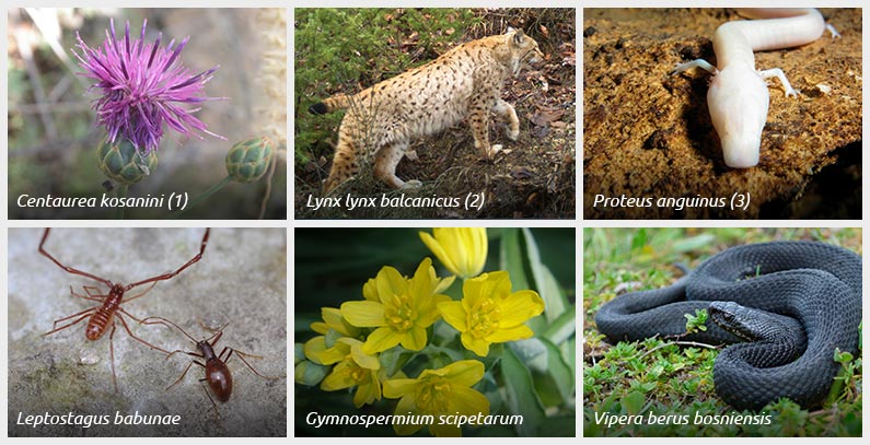 Lista-endema-JIE-Regionalni-eksperti-sastanak