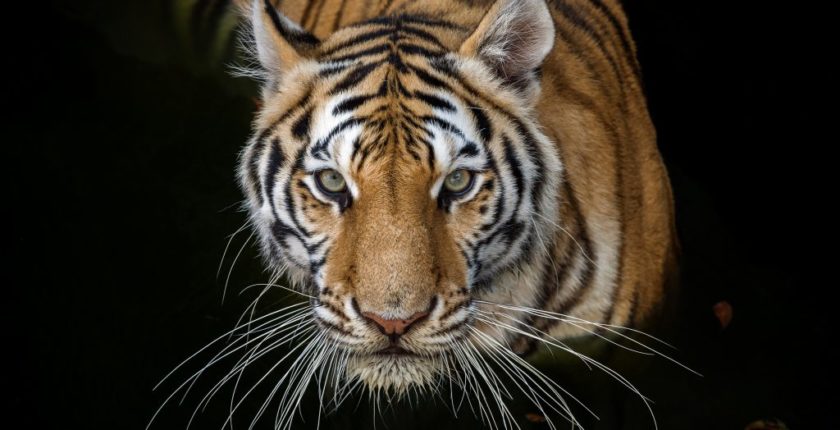 Tikkurila-lansira-novu-kolekciju-boja-za-zastitu-ugrozenih-vrsta