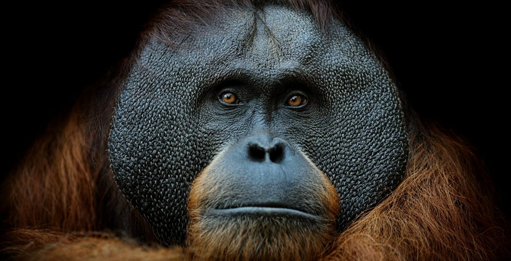tikkurila-sumatranski-orangutan-ugrozene-vrste