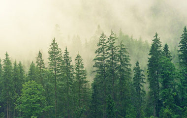 KONKURS-Dodela-sredstava-Zelenog-fonda-za-posumljavanje-u-2020