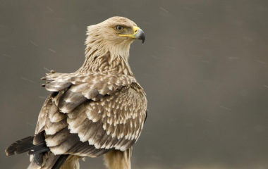 Raduj-se-Srbijo-vracaju-se-orlovi-krstasi-Mate-Bence