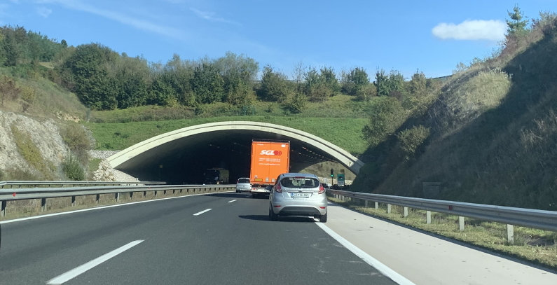 Zeleni most medvedi risovi vukovi
