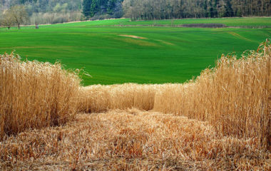 INA-strateski-projekat-bioetanol-miskantus