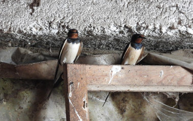 Najvise-lasta-Srbija-domacinstvo-Gvozdenovic-Kraljevo-Zoran_Rajicic