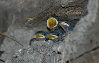 tona-kukuruza-gnezda-seoska-lasta-Ceda-Vuckovic-opovo