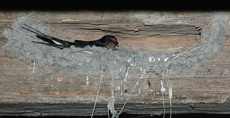 tona-kukuruza-gnezda-seoske-laste-Ceda-Vuckovic-opovo