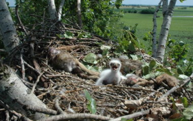 Tri para orlova krstasa potomstvo na severu Banata