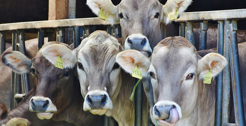 najveci-izvori-zagadjenja-vazduha-poljoprivreda