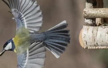 takmicenje Ptice moje hranilice - Novogodisnje brojanje ptica Dejan Sklopic