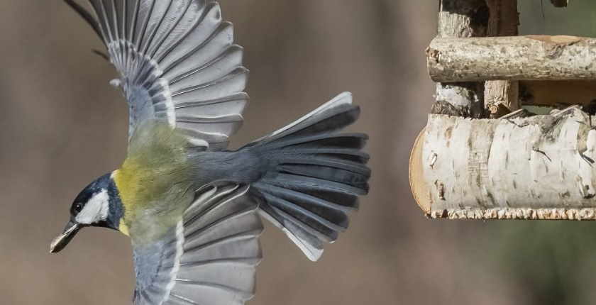 takmicenje Ptice moje hranilice - Novogodisnje brojanje ptica Dejan Sklopic