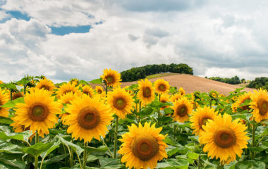 GEFF-Srbija-lizing-Granicar