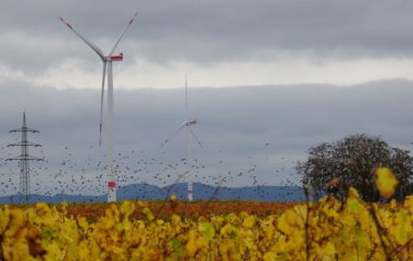 IUCN smernice uticaja vetroparkova solarnih elektrana biodiverzitet