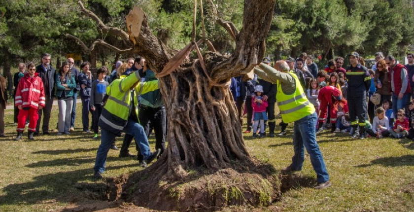 Grcka firma ErgOSE preselila stotine maslina umesto posece