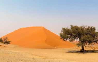 Saudijska Arabija sadnje 50 milijardi stabala