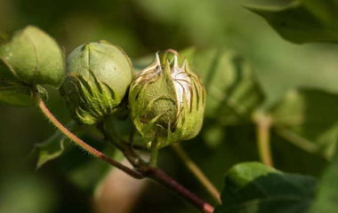 jysk odrzivi pamuk BCI Khaula Jamil banner