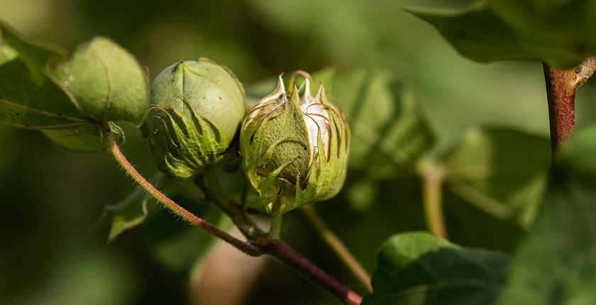 jysk odrzivi pamuk BCI Khaula Jamil banner