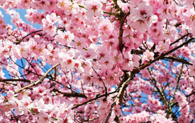 japasnke tresnje klimatske promene