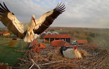 Pogledajte uzivo rode Sara Novko ptice