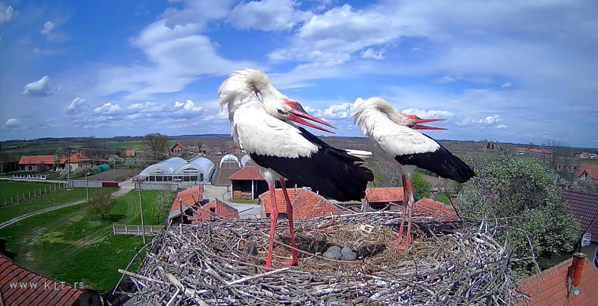 Pogledajte uzivo rode Sara i Novko ptice