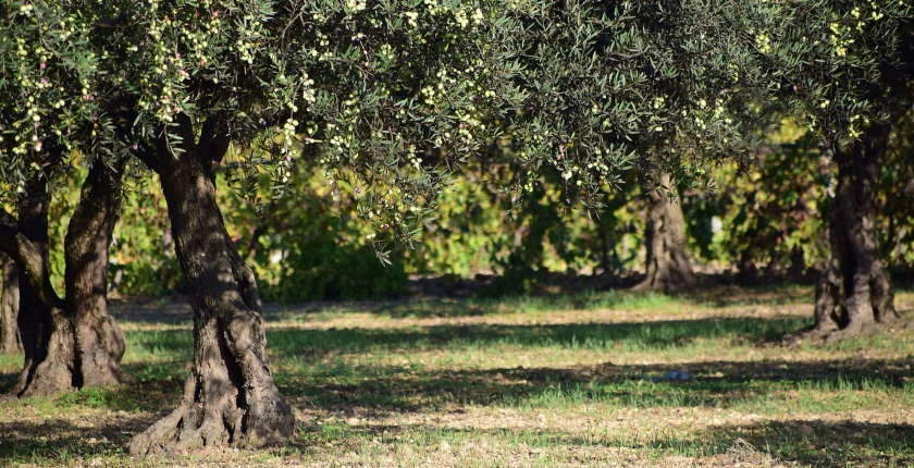 Zadruga u Hrvatskoj elektranu biomasu otpadom maslinjaka