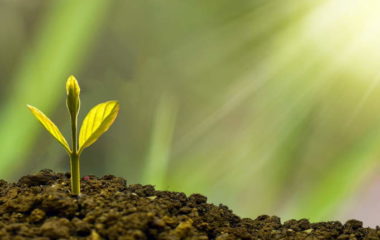 EU-strategija-sume-stabla-3-milijarde-sadnja