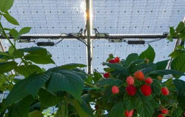 insolight-prozirni-solarni-paneli-poljoprivreda