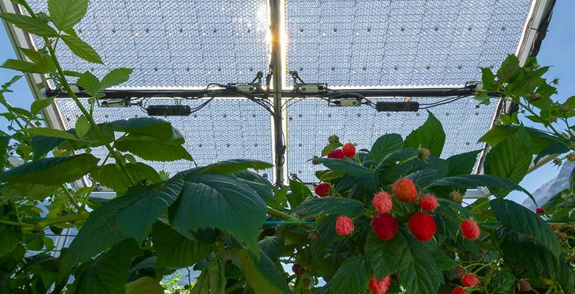 insolight-prozirni-solarni-paneli-poljoprivreda