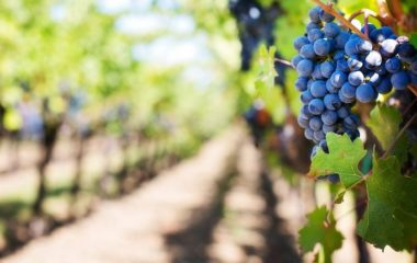 peticija-karlovacki-vinogradi-ciglana