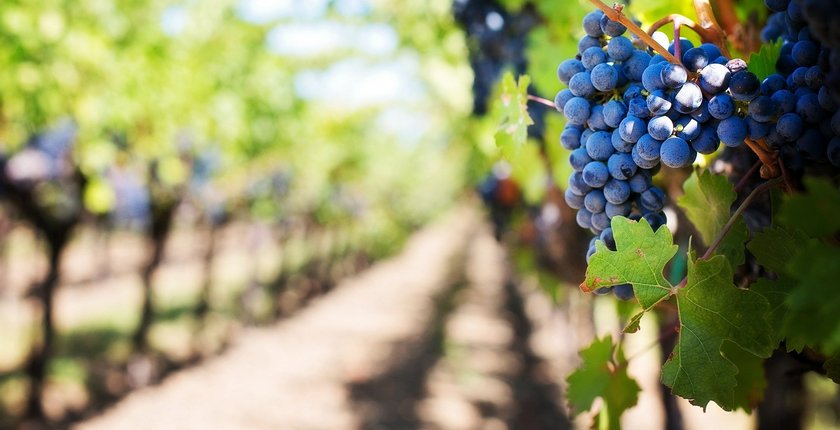 peticija-karlovacki-vinogradi-ciglana