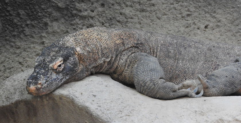 Skoro 40.000 vrsta IUCN Crvenoj listi pretnjom nestanka Crvena lista