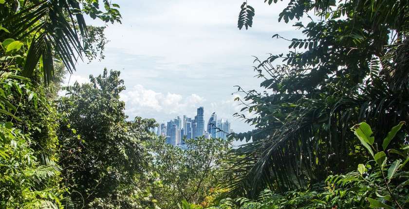 Sume Amazona nestaju najbrzim tempom od 2006 godine