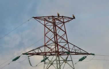 Dalekovode redovno obilaze i ornitolozi i čuvari ptica