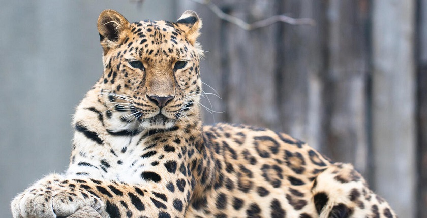 svetski dan divljih vrsta 2022 amurski leopard