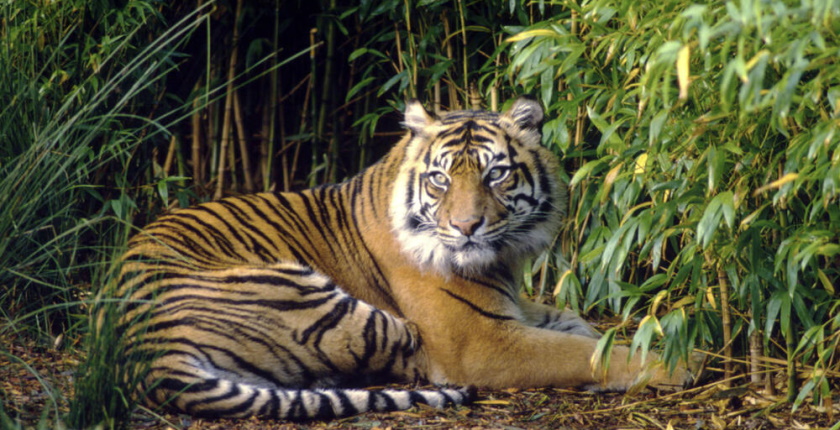 svetski dan divljih vrsta 2022 sunda tigar wwf